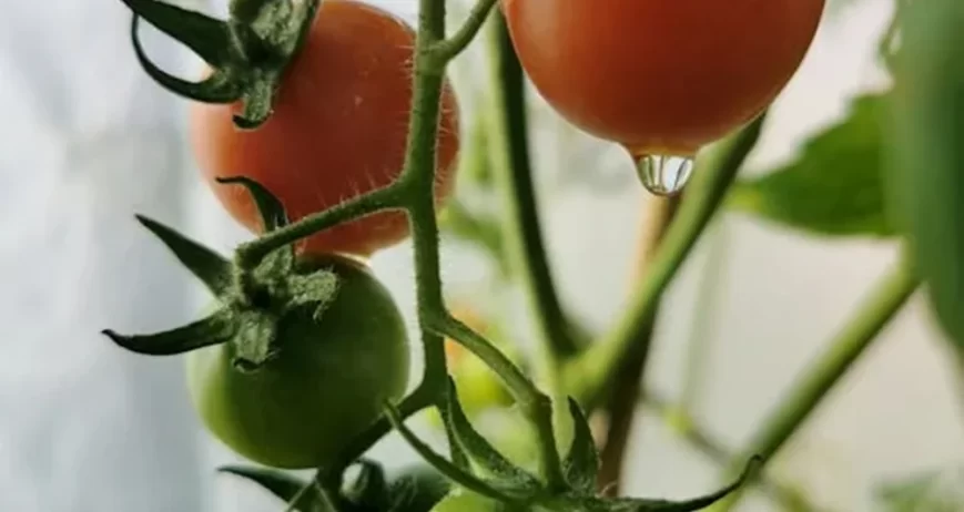 Timsa Vegetable Vegetable – Sepasa